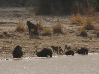 02 Famille Babouin A La Mare